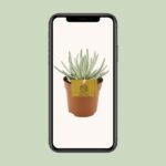 Senecio Scaposus - Ø10 -5 ↕15 - Bild 4