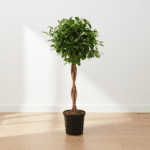 Ficus Microcarpa Moclame