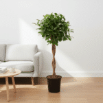 Ficus Microcarpa Moclame - Bild 2