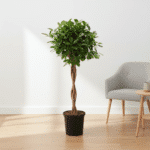 Ficus Microcarpa Moclame - Bild 3