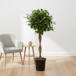 Ficus Microcarpa Moclame - Bild 4