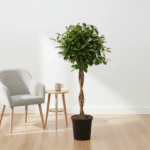Ficus Microcarpa Moclame - Bild 5