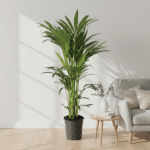 Howea Forsteriana - Bild 2