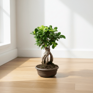 Ficus Microcarpa Ginseng